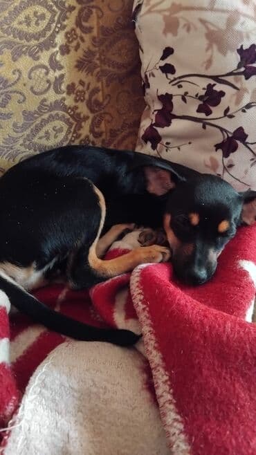 отдам в хорошие руки щенка: Zvonok, 4 ay, Dişi, Peyvəndli, Ünvandan götürmə, Pulsuz çatdırılma — 2