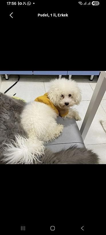 Pudel, 1 il, Erkek
