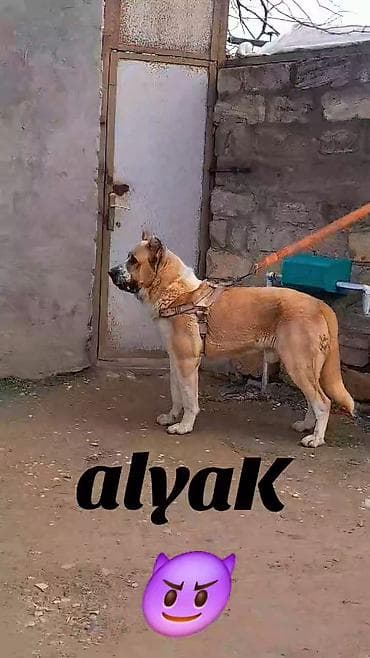 sir balasi satilir: Alabay, 1 il, Erkek, Peyvəndli, Ünvandan götürmə — 2