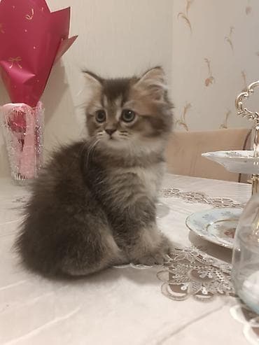 pişiyler: Yumşaq tüklü, iri gözlü balaca pişik balası. - Uzun və sıx tüklü — 3