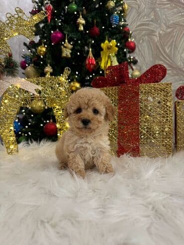 Птицы: Пудель — 1