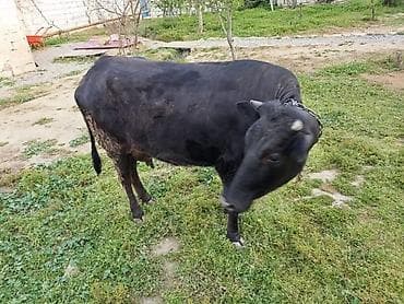 toyuq mehsullari topdan satis: Ətdiy inək satılır istəyən olsa yazsın video sun atım baxın real — 1