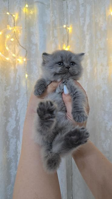 iri buynuzlu heyvan: Boz tüklü balaca pişik balası - Cinsə bənzər: uzun tüklü, yumşaq və — 9