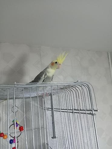 korella satışı: Nimfa (Cockatiel) tutuquşu danışır Aşkım, cicikuş, babacık, deyir. Əl — 1