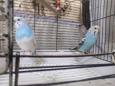 korella quş: Hazır cütdülər tam saglam aktiv — 2