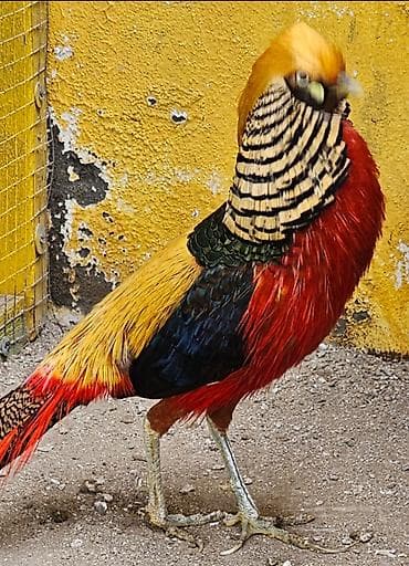 Gizili girgovul çüçəsi biri 15 az