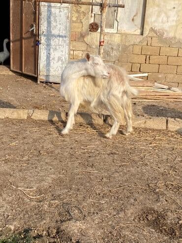 Quzu: 2 ci qarina bogazdi 3 ayliq teze doganda 2 litr sud verir — 3