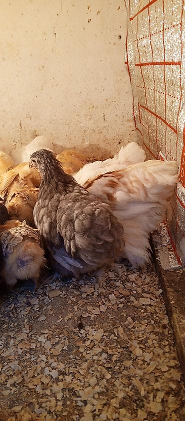 Akvariumlar: Toyuq cücələri, Ətlik — 1