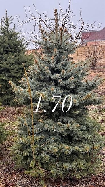 dekor agaclari: Ölcü ve qiymet: 1.70m Gümüşü - 250azn 1.20m Gümüşü - 180 azn 1.30m — 10