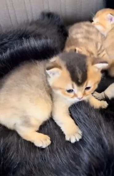 munchkin pişik: Britan — 4