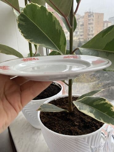 ikinci əl taxtalar: Boşqablar — 3