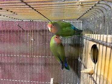 papuqay sesi: Al apar 1 aya bala al!!! Nerazlucnikler cutduler! Unvan Sumqayit — 4