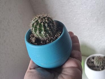 mal dili bitkisi: Mini kaktus kompozisiyası – rəngli dekorativ saksılarda - Bitki — 2