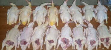 en iri it cinsi: Satılır — 1