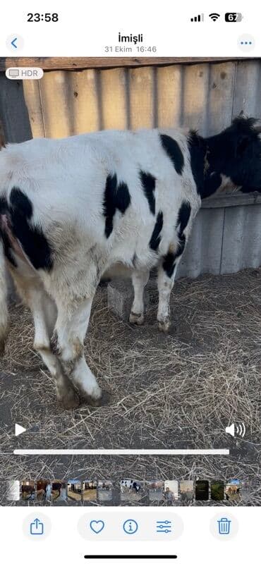 Inəklər, öküzlər: İvanofqa düyə satılır tam sağlam damazlığ üçün satılır — 3