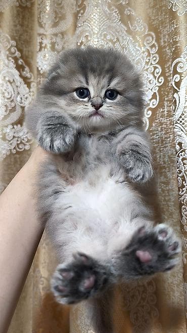 meyn kun pişiyi: Şotland uzun tüklü — 5