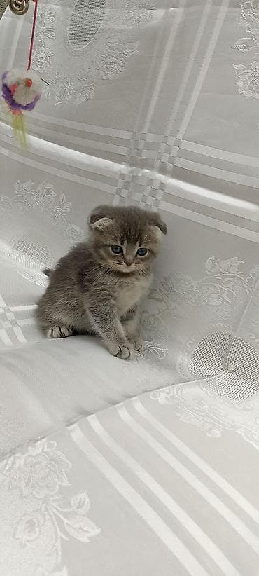 Pişiklər: Şotland yastı qulaq — 1