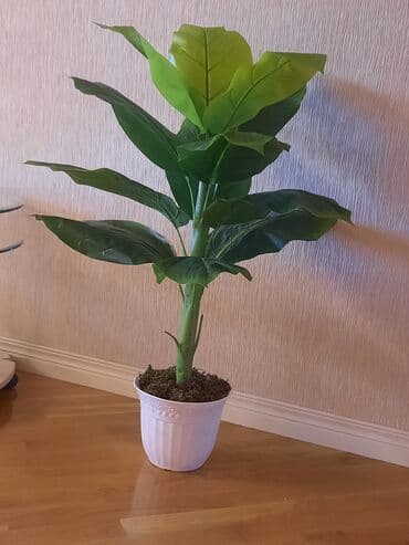 suni güllər: Təzədir — 2