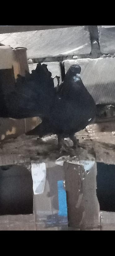 itlərin sekisi: Məhsul: Göyərçinlər (ev göyərçini) Təsvir: - Şəkillərdə müxtəlif rəng — 5