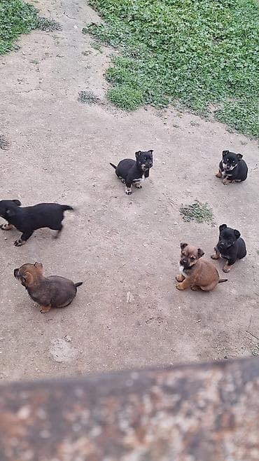 su donuzcuğu: Peyvəndli — 2