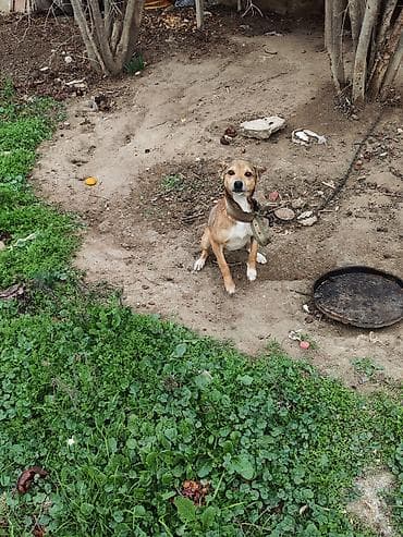 böyüməyən it: Zvanok erkəydi adamcıldı başqa it gətirdiyimə görə saxlamıram bartered — 3