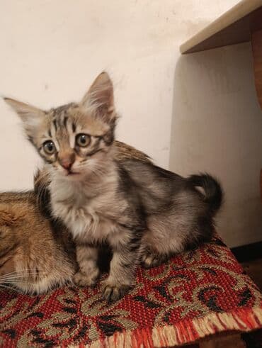 где можно купить котенка: Tabbi, Yaxşı əllərə — 6
