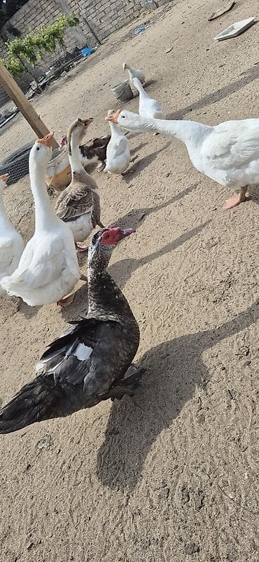 Musk ördəkləri (indo ducks) – müxtəlif rənglərdə - Növlər: musk/indo — 6