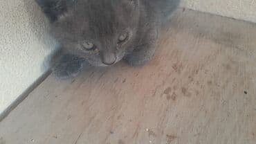 balaca pişik şəkilləri: Dişi, Yaxşı əllərə, Ünvandan götürmə — 1