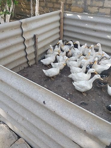 korella qus: Salab lökbatan qızıldaş puta qəsəbəsi sürü halında satlır sağlam — 2