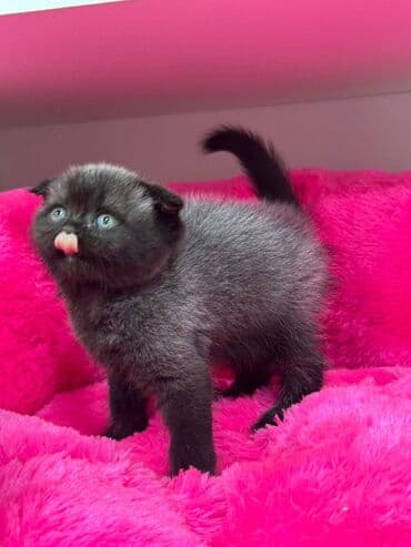 disi pisik cutlesdirmek: 50 ile 400 arasi cins saf qan saqlam pisiklerimiz var sekilde olmayan — 8