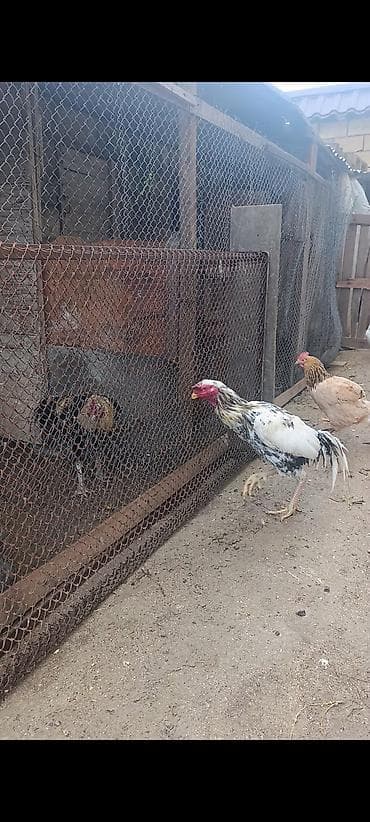 hind xoruzu: Salam tam saglam 1 yas yarimliq heyrati xoruz satılır — 4