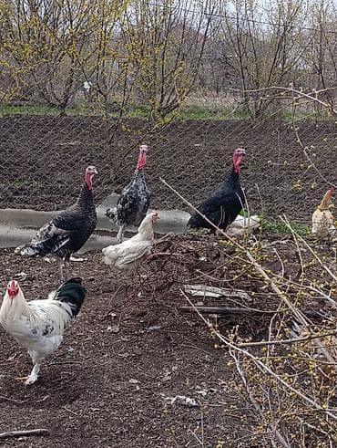 Птицы: Самец, Для мяса, Платная доставка — 3