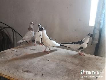 pidbul balası: 1əbrəş maya-1 göy quyruq çilbaş maya-2dənə baladan çıxma qarabaş — 6