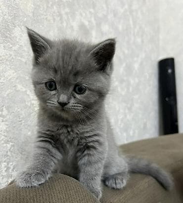 Şotland, Dişi, Yaxşı əllərə, Pulsuz çatdırılma