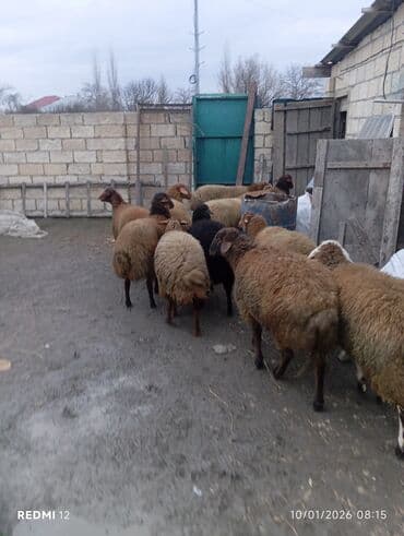 Dana, buzov: Qoyun sürüsü — ət və damazlıq üçün - Növ: yerli qarabaş/qırma — 5
