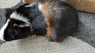ev heyvan: Dekorativ dəniz donuzcuqları (guinea pig) ⚫ ƏLAQƏ YALNIZ LALAFO CHAT — 4