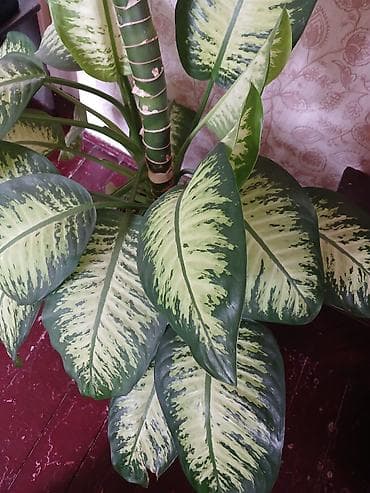 Dieffenbachia (tropik dekorativ otaq bitkisi) - Növ: Dieffenbachia — 4