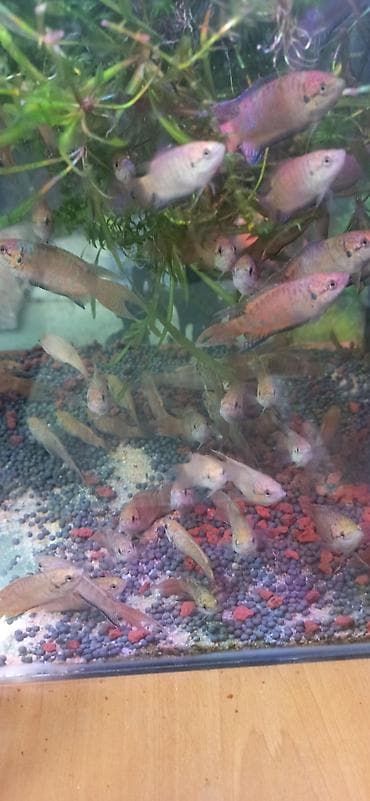 akvarium balıqları haqqında məlumat: Sülhsevər — 2