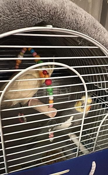 karella quslari: 2 ədəd karella quşları ərkək 1,5 dişi 1 yaş Qəfəslə birlikdə satılır — 4