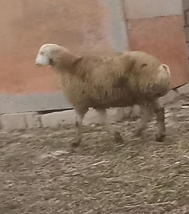 qoyun satış: Əmilik quzular qomral dişidi boz erkek super kökdülər isdəyən əlaqə — 3