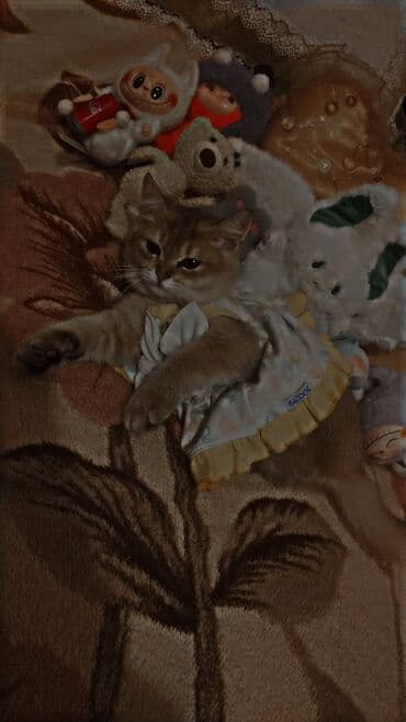 pişik balası: 4 aylıq balaları erkək — 1