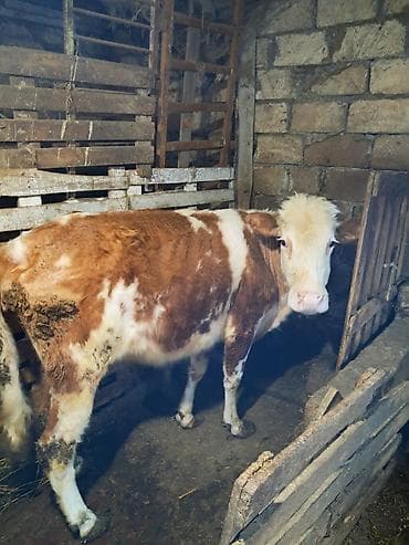 qurban bayrami sekiller: Simental qanlı dişi buzov - Rəng: ağ-qəhvəyi, bədənində geniş ağ — 4