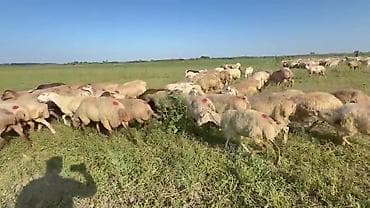 gəncə toyuq satan: Dişi, il: 1, Damazlıq, Pulsuz çatdırılma — 9