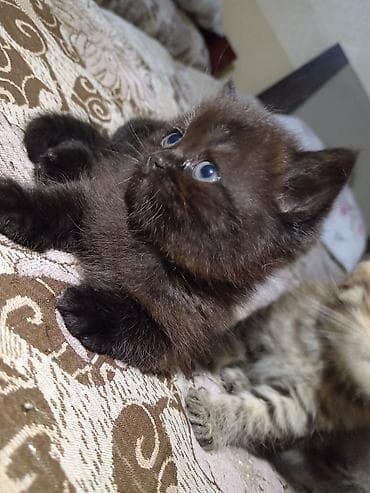 pisi: Britan, Dişi, Yaxşı əllərə, Ünvandan götürmə — 2