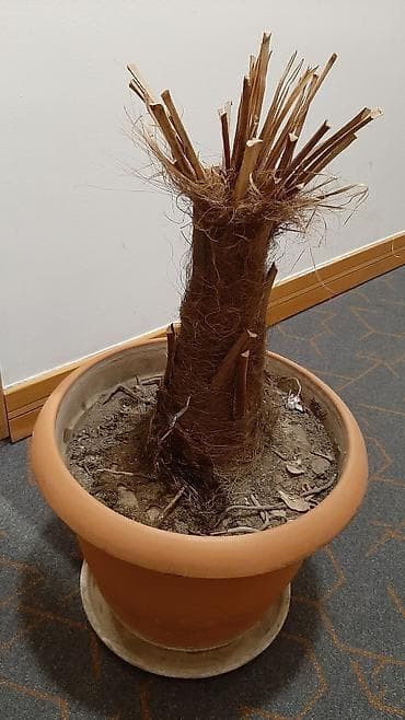 подставка для цветов: Böyük ölçülü gil dibçəkdə kəsilmiş palma kötüyü (ev/ofis üçün — 1