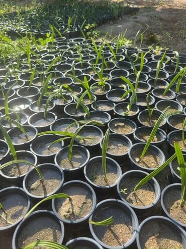 FİNİK palması ( tropikal ) xaricdən gəlib 700 - 800 dənədi. Cox sayda