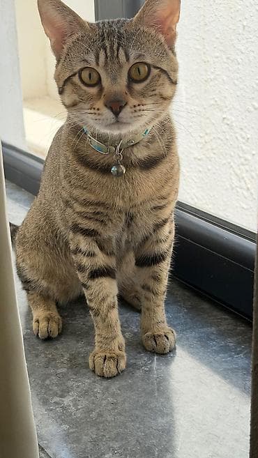 Tabbi, Erkək, Yaxşı əllərə, Ünvandan götürmə, Pulsuz çatdırılma