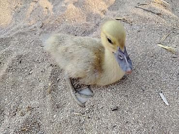 kənd heyvanları: Satılır: muskus ördək balaları (4-12 günlük) (indo-ducklings) lavanda — 1
