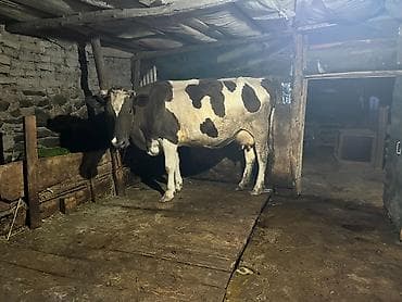 inəylər: Super ana bala inek satilir. Yaninda ivanofka disi danasi var. Hal — 3