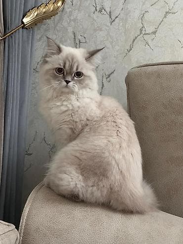it ucun qurd dermani: Şinşilla, Erkək, Yaxşı əllərə — 2